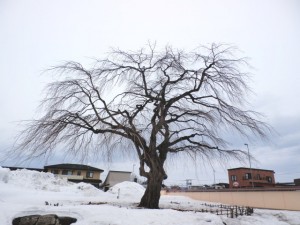 法亀寺のしだれ桜