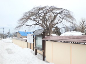 法亀寺のしだれ桜