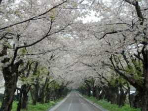 戸切地陣屋跡へ続く桜並木 清川浄水場 桜並木